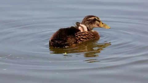 Two ducks in a lake Video stock 24672311