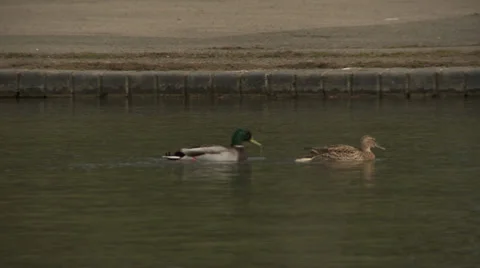 Two ducks in a lake Stock Footage 25273710