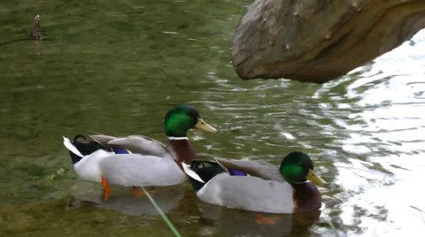 Two ducks on a lake. 스톡 동영상 37137815