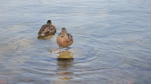 Two ducks in a lake Видео 54327037