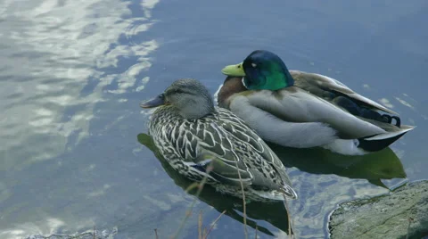 Two ducks in a lake Vidéo 59821248