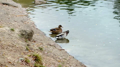 Two ducks on the lake Stock Footage 65488184