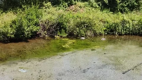 Two ducks on the lake in front of the gate Stock Footage 199770007