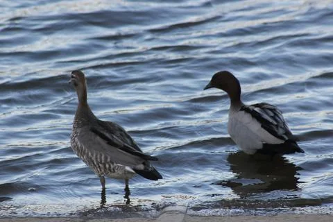 Two ducks by the lake Stock Photos