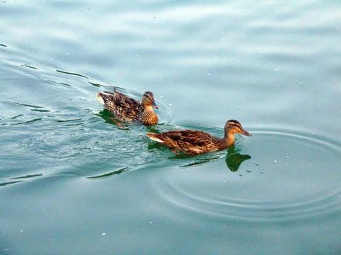 Two ducks on the lake Fotos de archivo