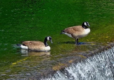 Two ducks on a lake Stock Photos