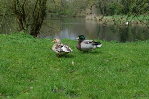Two ducks at a lake. Stock Photos
