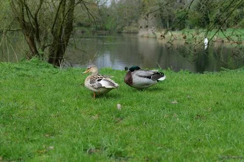 Two ducks at a lake. Stock Photos
