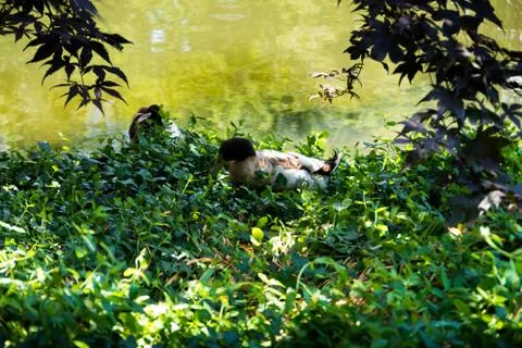 Two ducks at a leafy shore Stock Photos