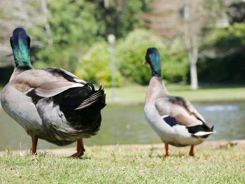 Two Ducks Looking at Pond Stock Photos