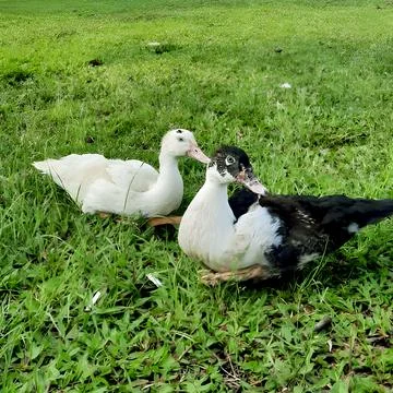 Two ducks looking in the same direction Foto stock