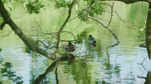 Two ducks making up on their toilet branches Stock Footage 142354397