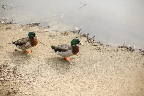 Two ducks, mallards walk the shore in winter Stock Photos