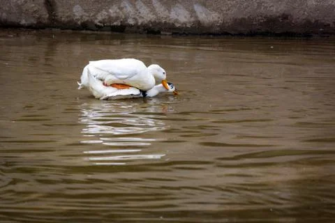 Two ducks up to mating in the water Stock Photos