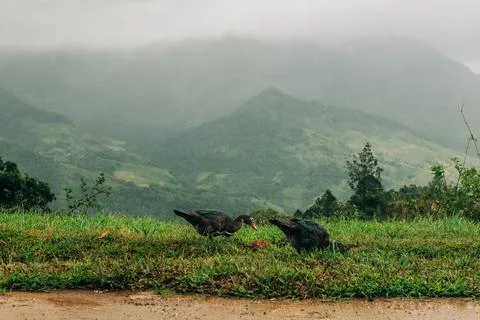 Two ducks in a misty mountain landscape Foto stock
