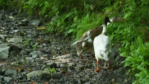 Two ducks on a mountain path Stock Footage 314858848