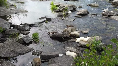 Two ducks navigating the river among the rocks Stock Footage 138650341