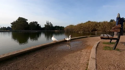Two ducks near the lake Stock Footage 169541551