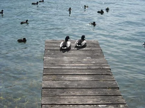 Two ducks observating black coot Stock Photos