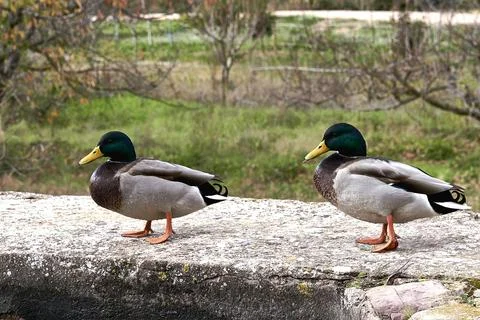 Two ducks on old stone wall Stock Photos