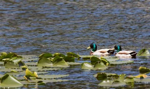 Two ducks or mallards green head swimming among the lily pads 库存照片