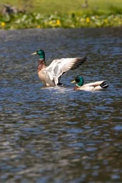 Two ducks or mallards green head one is flapping its wings Stock Photos