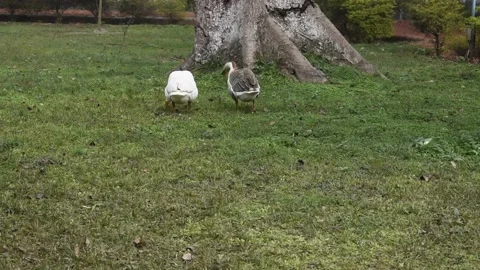 Two ducks in a park and searching food Stock Footage 152518649