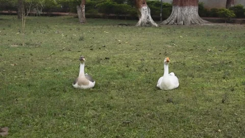Two ducks in a park Stock Footage 152518651