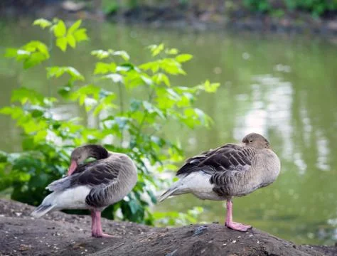 Two ducks  in park Stock Photos