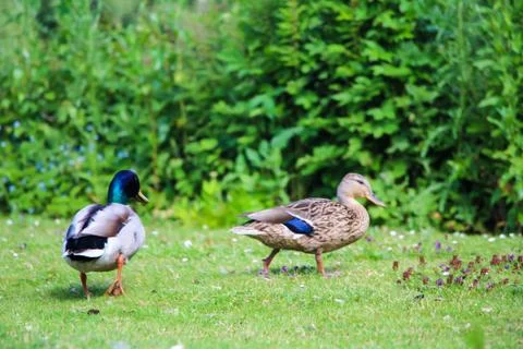 Two Ducks in Park 写真素材