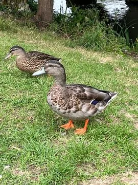 Two Ducks in the Park Foto stock