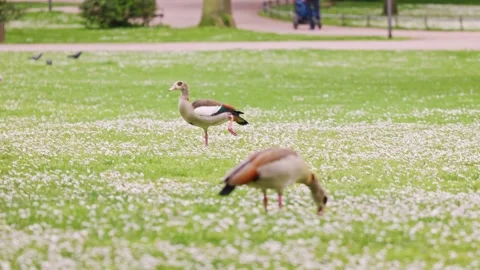 Two Ducks in the park of Wiesbaden Video stock 241020111