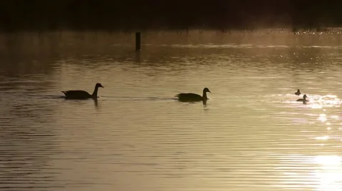 Two ducks passing by in a golden colored water at sunrise, Netherlands Stock Footage 50097593