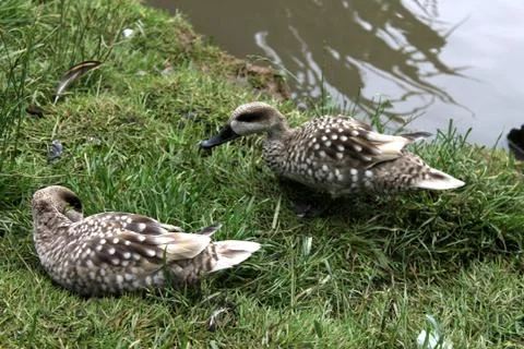 Two Ducks Foto stock