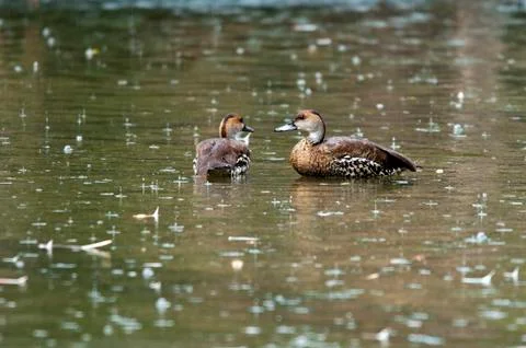 Two ducks Stock Photos