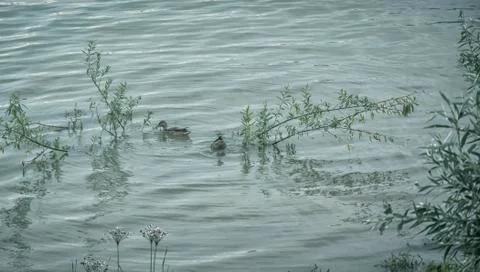 Two Ducks Stock Photos