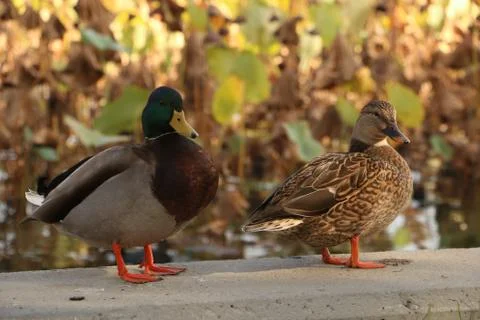 Two Ducks Stock Photos
