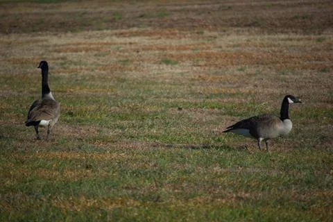 Two Ducks 스톡 사진