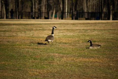 Two Ducks 스톡 사진