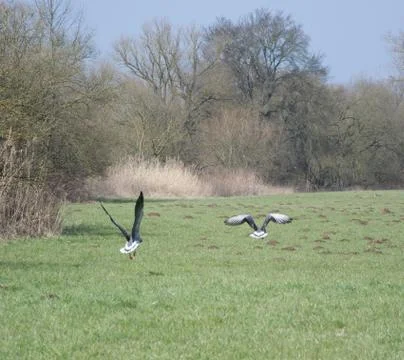 Two ducks Stock Photos