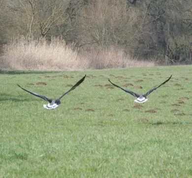 Two ducks Stock Photos