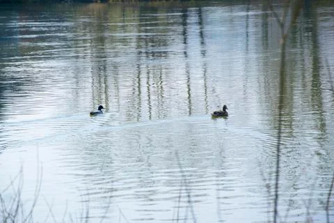 Two ducks Stock Photos