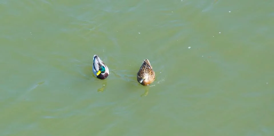 Two ducks Stock Photos