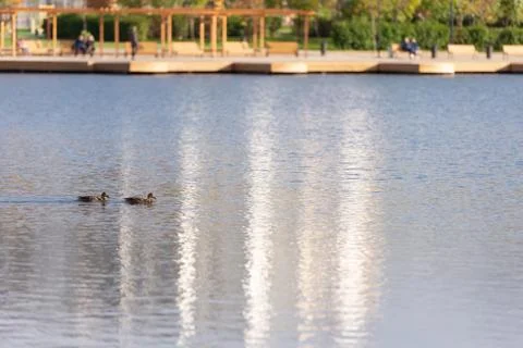 Two ducks Stock Photos