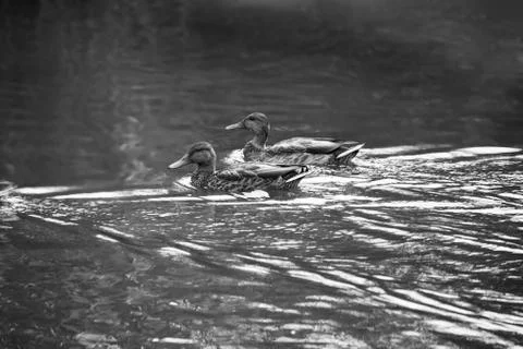 Two ducks Stock Photos