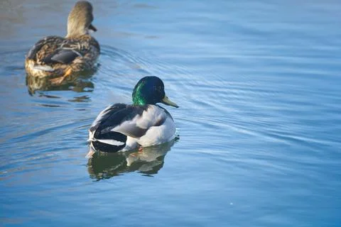 Two ducks Stock Photos