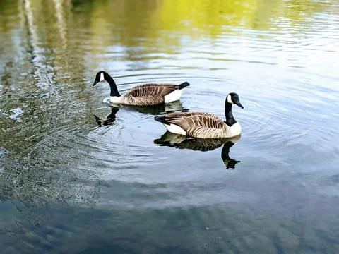 Two ducks 库存照片