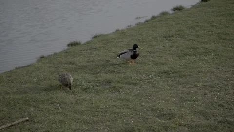 Two Ducks Picking at the Floor Near a River Stock Footage 203917744