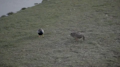 Two Ducks Picking at the Floor Near a River Stock Footage 203918416