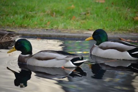 Two ducks at a pond in Antwerp 写真素材